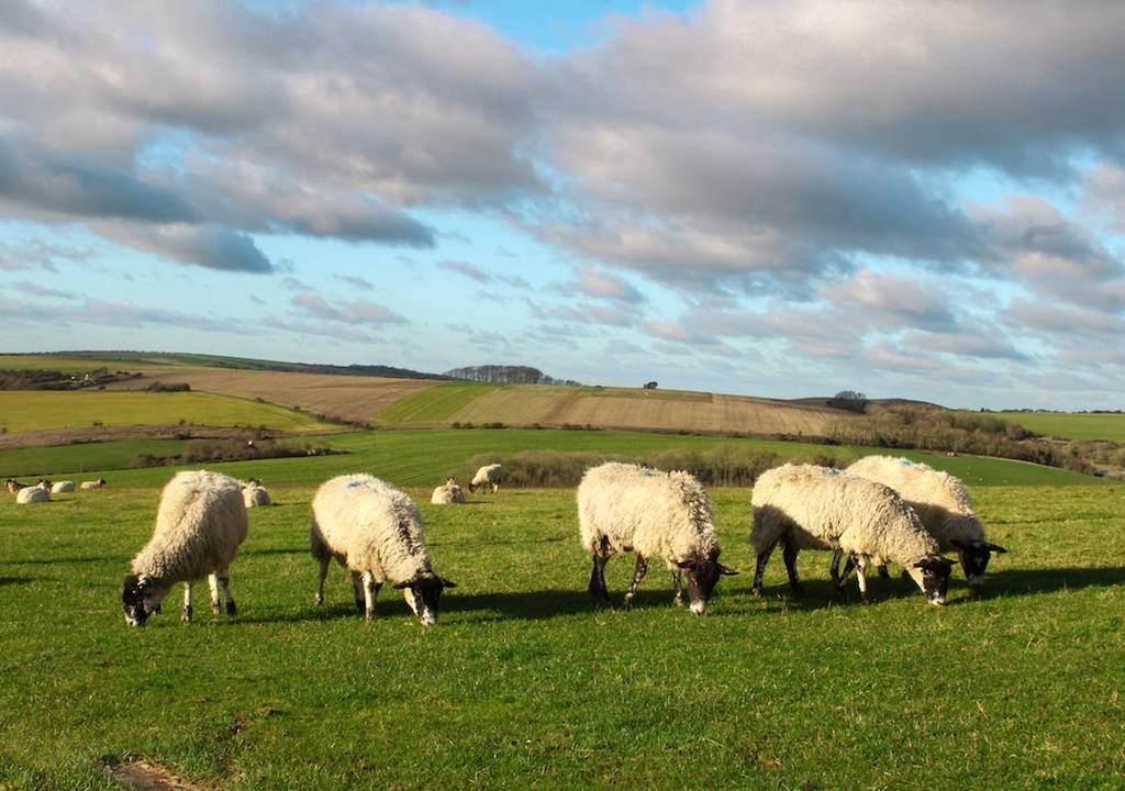 Εύβοια: Νέα οικονομική ενίσχυση 89 εκατ. ευρώ για τους κτηνοτρόφους