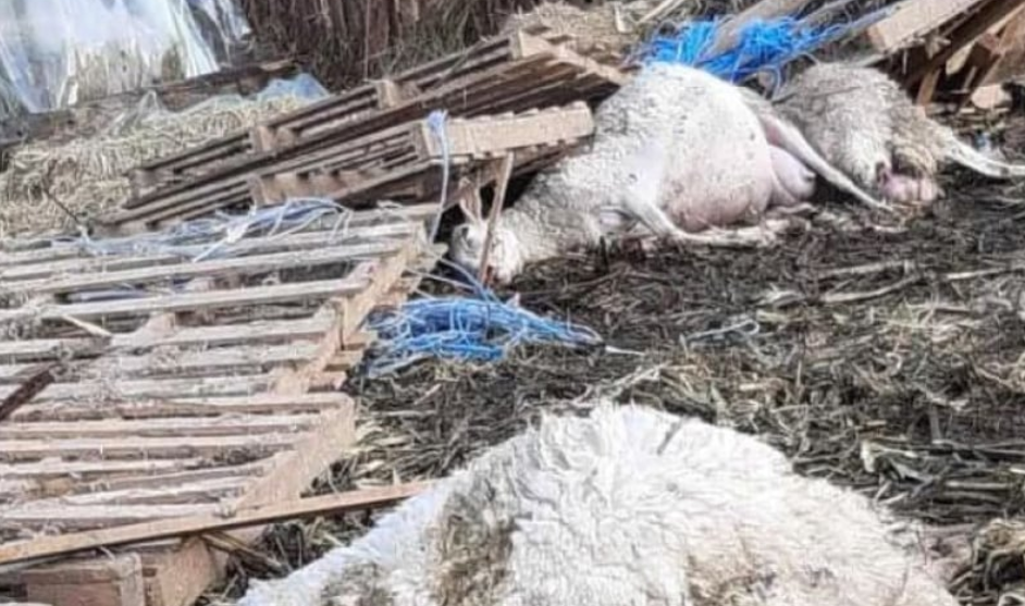 Ανεμοστρόβιλος κατέστρεψε κτηνοτροφική μονάδα στο Νεοχώρι