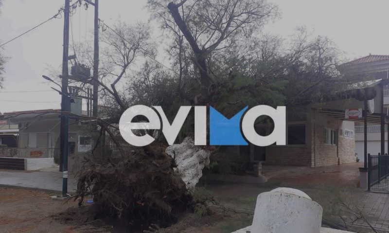 Εύβοια: Πολλά προβλήματα από τη κακοκαιρία στο Νησί –  Έπεσε δέντρο πάνω σε μαγαζί