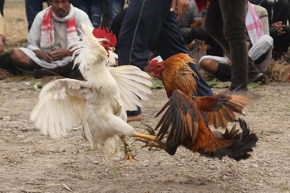 Κόκορες σκότωσαν δύο άνδρες – Είχαν δεμένες λεπίδες στα πόδια