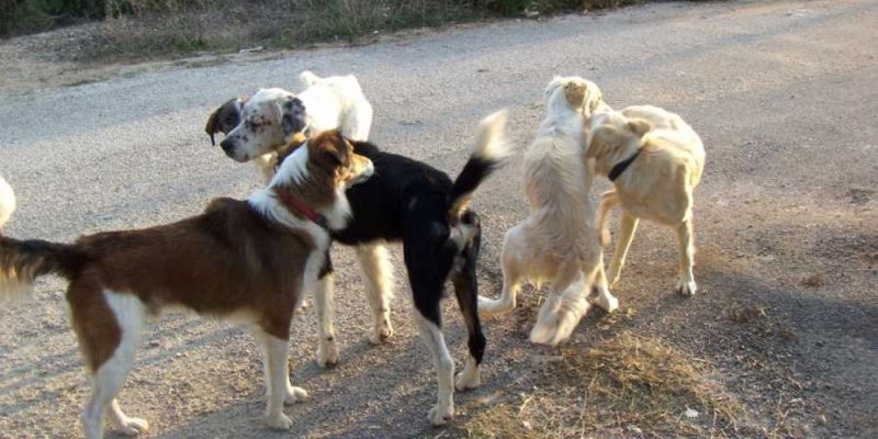 «Με περικύκλωσαν 20 σκυλιά…Προσευχήθηκα»- Σοκαριστική περιγραφή επίθεσης αδέσποτων