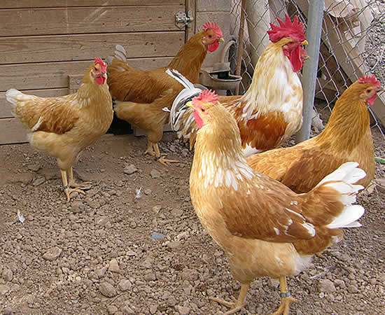 Εύβοια: Θα φάνε και οι … κότες απόψε στην Κάρυστο