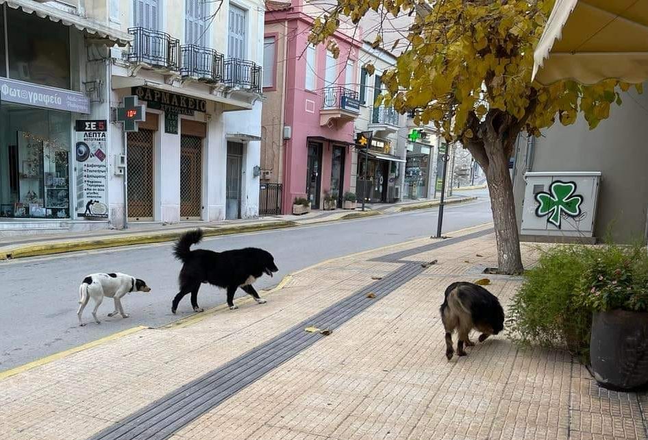 Εύβοια: Καταγγελία για παρατημένα σκυλιά στο Αλιβέρι – Αγανακτισμένοι οι κάτοικοι