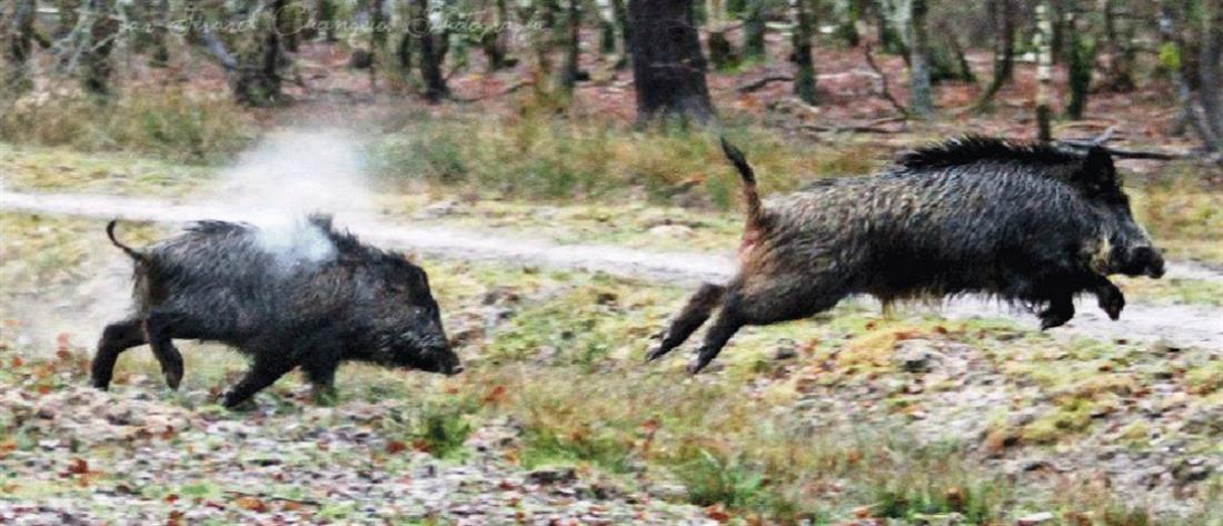 Τροχαίο: Λεωφορείο συγκρούστηκε με αγέλη αγριογούρουνων