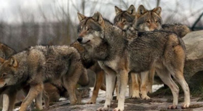 Επιδρομή λύκων σε κοπάδια – «Μέσα σε μισή ώρα κατασπάραξαν 15 πρόβατα»