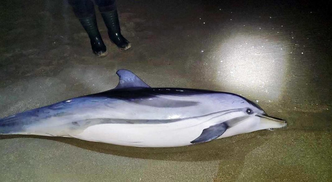 Δελφίνι δυο μέτρων ξεβράστηκε σε παραλία