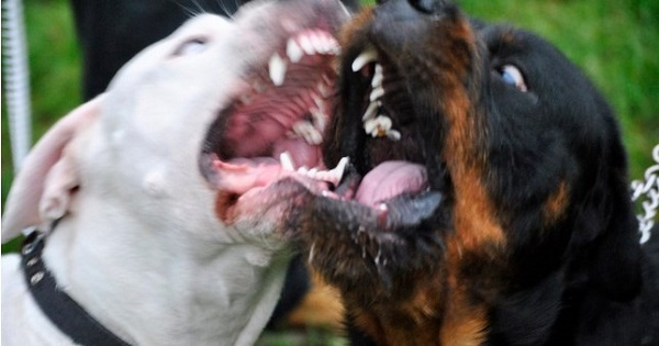 Εύβοια: Νέα επίθεση αγέλης σκύλων σε γυναίκα στα Ψαχνά- «Κραυγή αγωνίας» για τα αδέσποτα