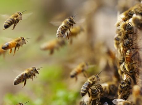 Εγκρίθηκε το πρώτο εμβόλιο για μέλισσες – Προστατεύει από επικίνδυνη ασθένεια