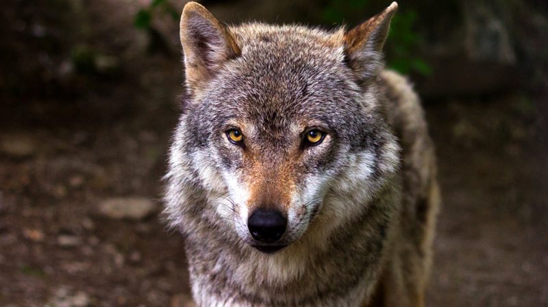 Τι είναι οι λύκοι- υβρίδια που κάνουν επιδρομές ακόμη και κοντά σε σπίτια