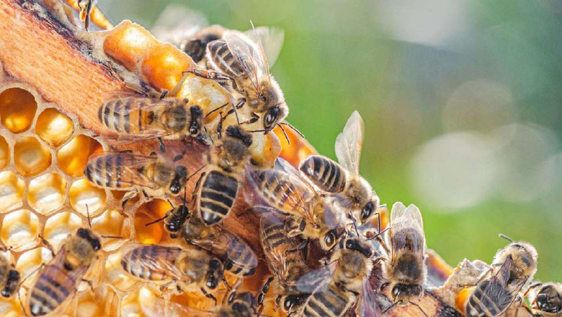 Εύβοια: Πρόγραμμα κατάρτισης για μελισσοκόμους – Πώς κάνετε αίτηση