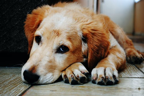 «Ραγίζει καρδιές» το σκυλί άνδρα που βρέθηκε δολοφονημένος – Τον περιμένει έξω από το σπίτι