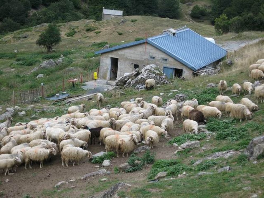 Φωτιά Κάρυστος: Το κοπάδι σώθηκε, ο βοσκός αγνοείται