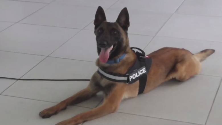 «Το μυρίστηκε»: Σκύλος της αστυνομίας εντόπισε ναρκωτικά σε απίστευτη κρυψώνα