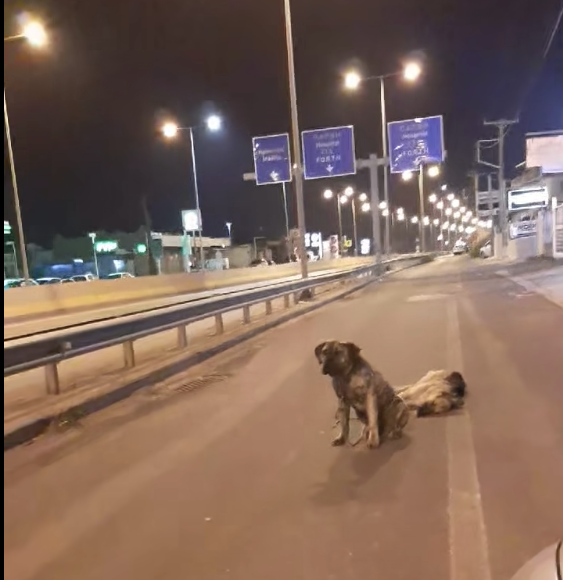 Συγκινεί ο σκύλος που θρηνεί τον φίλο του στη μέση του δρόμου