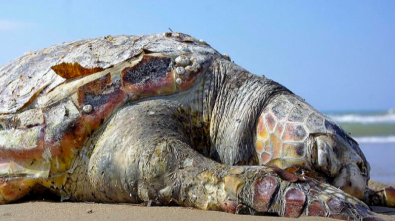 Τεράστια χελώνα ξεβράστηκε σε παραλία
