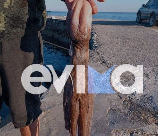 Eύβοια: Ψάρεψαν χταπόδι-γίγας με πετονιά- Δείτε εικόνα