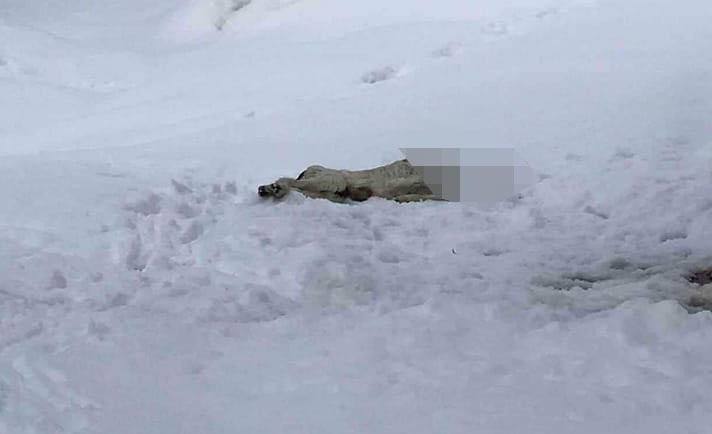 Παρέμβαση Εισαγγελέα για τον αποκεφαλισμό σκύλου