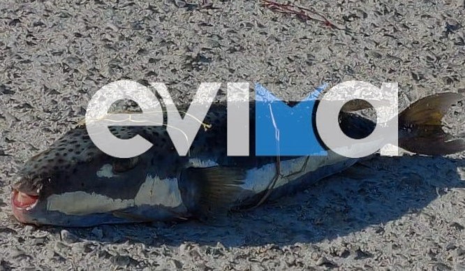 Νέα είδη ψαριών στην Ελλάδα: Ποιο συναντάται περισσότερο στην Εύβοια- Μπορούμε να το φάμε;