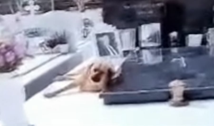 Σκύλος στη Κρήτη δεν λέει να φύγει από το μνήμα του αφεντικού του