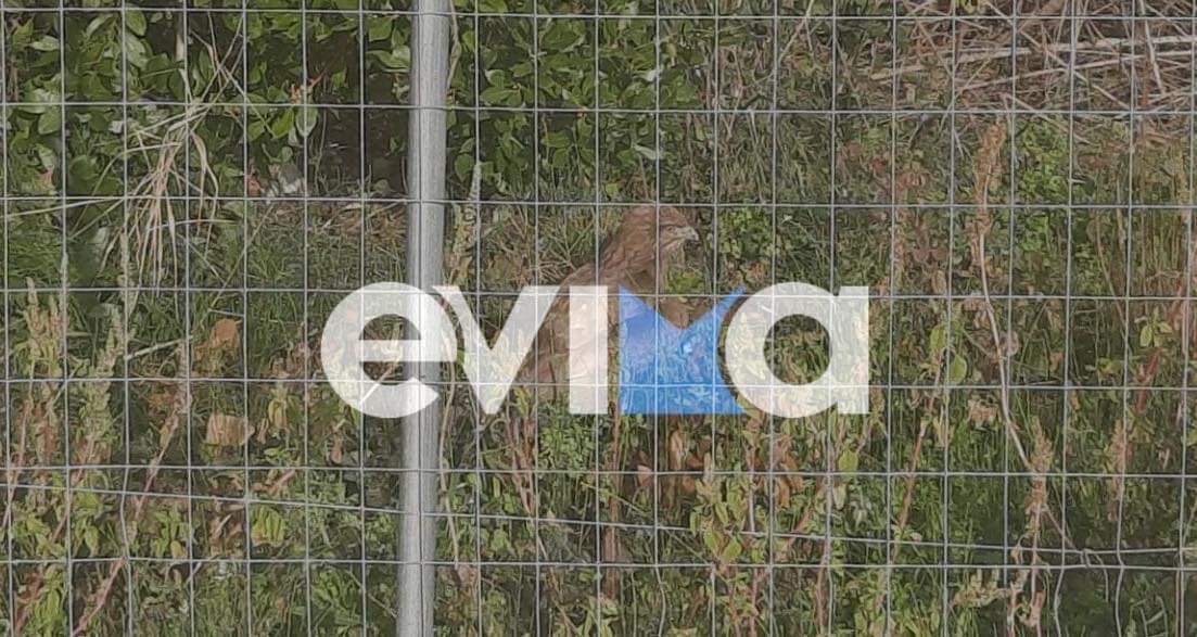 Βόρεια Εύβοια: Συναγερμός σε χωριό, βρέθηκε τραυματισμένο γεράκι σε αυλή σπιτιού