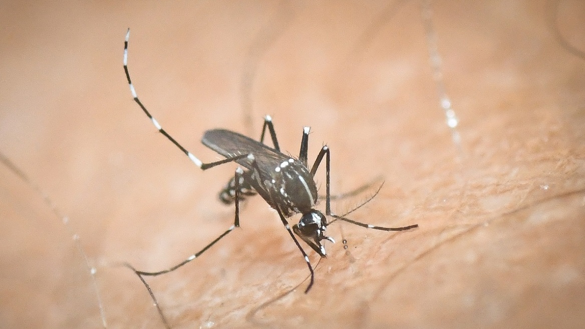 Νέος συναγερμός για σπάνια ασθένεια: Μεταδίδεται με από τα κουνούπια – Καταγράφηκε νεκρός