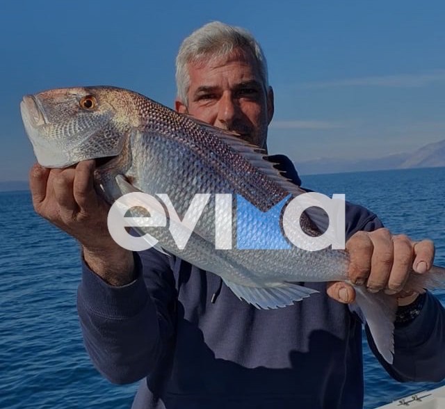 Εύβοια: Τρελή ψαριά με συναγρίδα «γίγα»