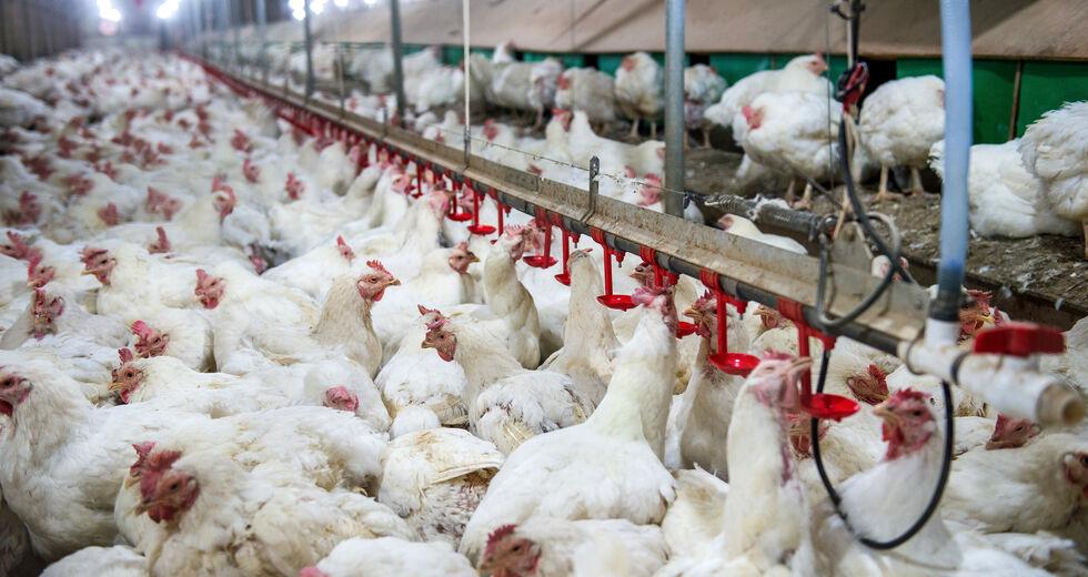 «Συναγερμός» για την γρίπη των πτηνών: Εξαπλώνεται συνεχώς- Οδηγίες του ΕΟΔΥ για να προφυλαχθούμε
