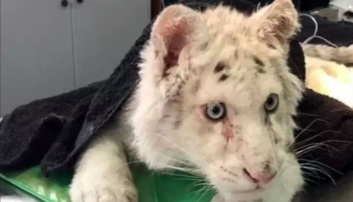 Πρωτοφανές: Λευκό τιγράκι, εγκαταλελειμμένο σε σκουπίδια- Τι θα απογίνει
