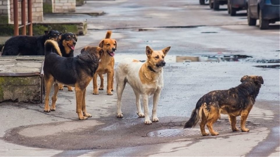 Παρέμβαση εισαγγελέα για τις φόλες σε σκυλιά στον Αλμυρό Βόλου