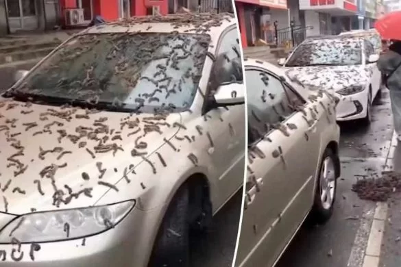 Στην Κίνα βρέχει …σκουλήκια – Τι είναι αυτό το περίεργο φαινόμενο
