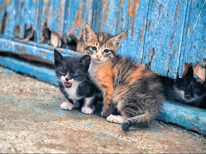 Εύβοια: Οργή στη Χαλκίδα – Ασυνείδητοι πέταξαν φόλες σε γάτες