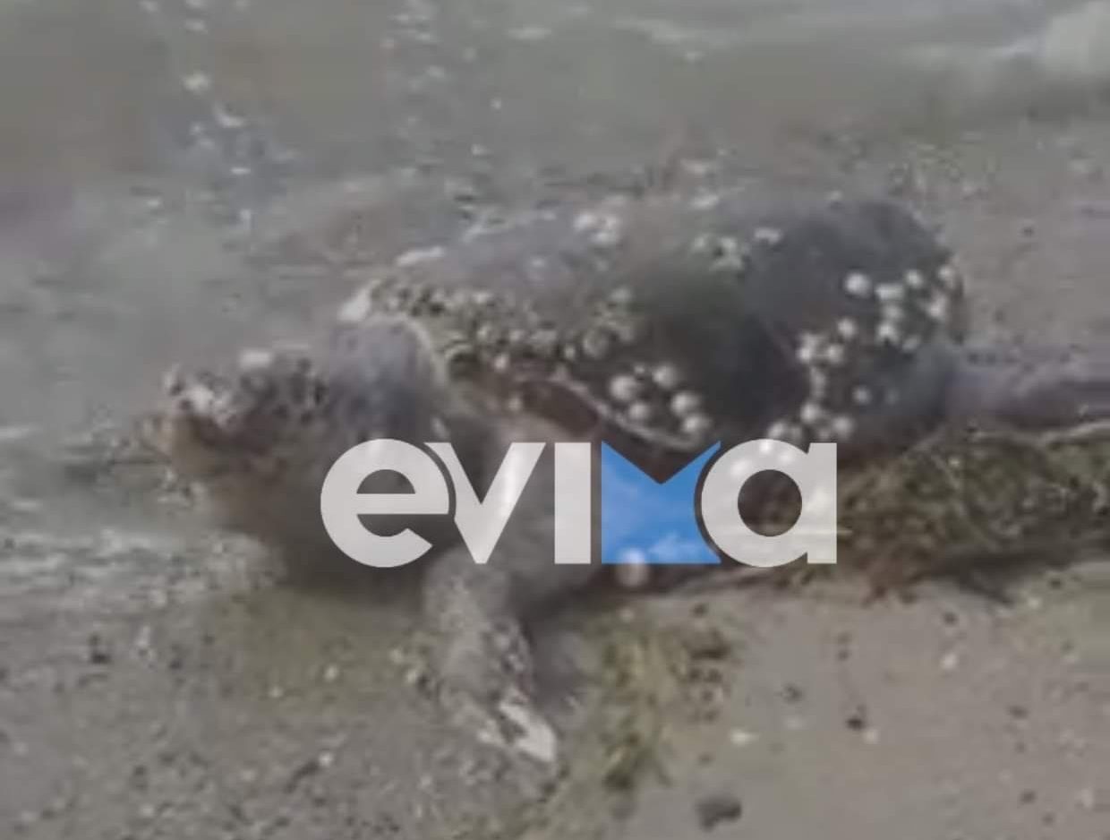 Εύβοια: Εντόπισαν νεκρή χελώνα Καρέττα – Καρέττα στη Χαλκίδα