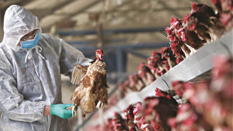 Νέος συναγερμός ΠΟΥ για την γρίπη των πτηνών: Εξαπλώνεται και σε άλλα ζώα