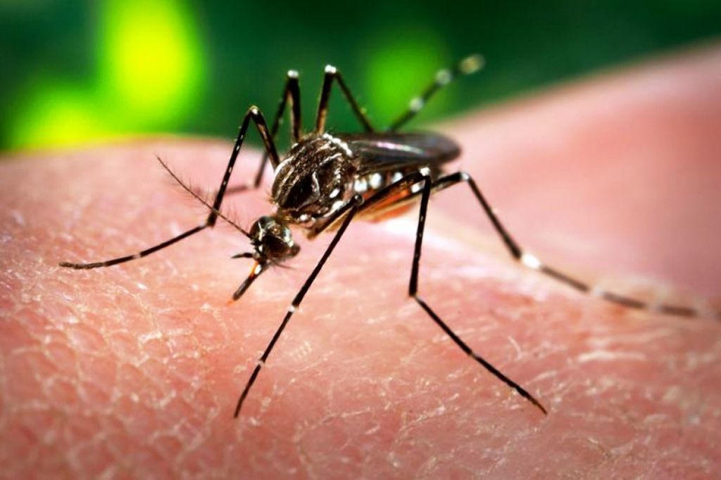 Συναγερμός στο Υπουργείο Υγείας: Μέτρα κατά της εξάπλωσης του Δάγκειου πυρετού από κουνούπια