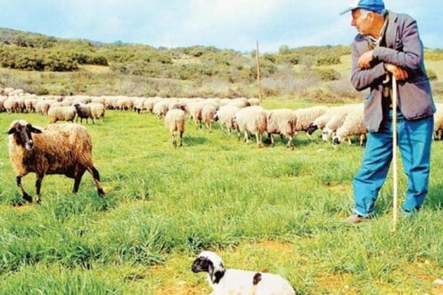 Πληρωμή 7,1 εκατ. ευρώ στους κτηνοτρόφους της Εύβοιας