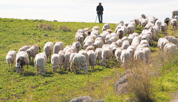 Εύβοια: «Τρέχουν» οι αιτήσεις ενίσχυσης νεοεισερχόμενων κτηνοτρόφων