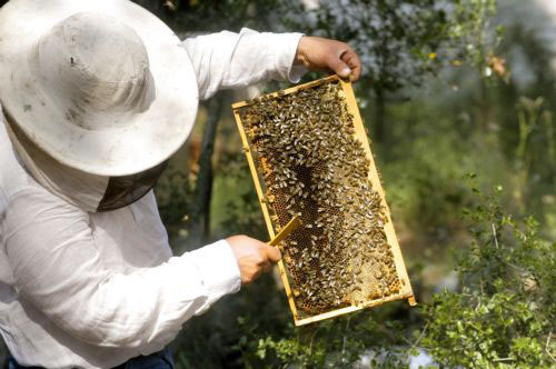 Εύβοια: Έτσι ενισχύει τους Μελισσοκόμους, ο Σίμος Κεδίκογλου