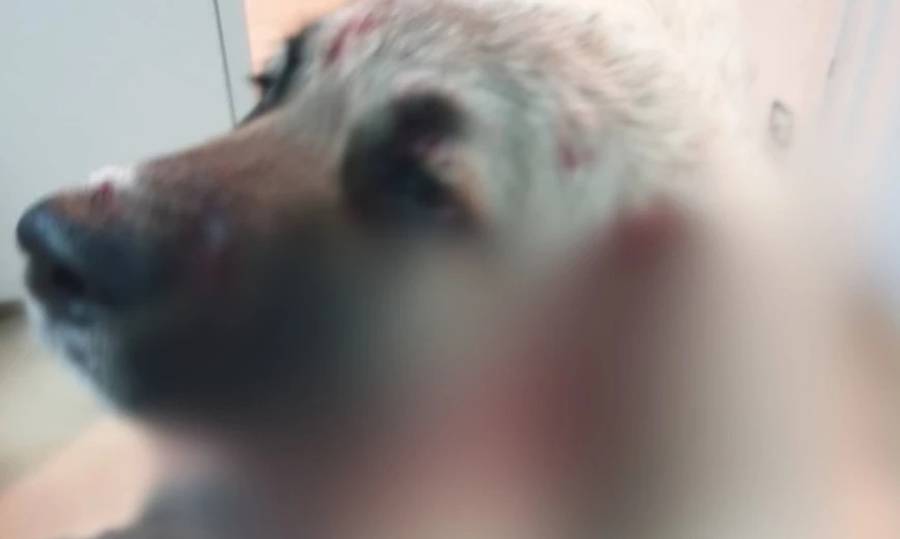 Σοκ: Πυροβόλησε σκύλο στο κεφάλι την ώρα που έπαιζε με δύο παιδάκια