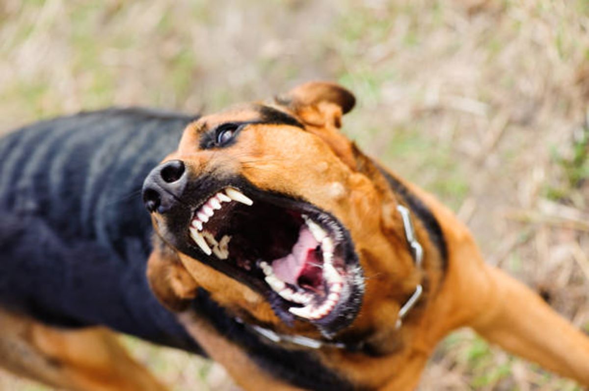Σοκ για ηλικιωμένο: Δέχθηκε επίθεση από αδέσποτα σκυλιά (εικόνες)