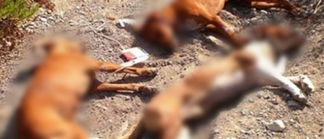 Σοκ για δημοτικό υπάλληλο – Εντόπισε πέντε νεκρά σκυλάκια