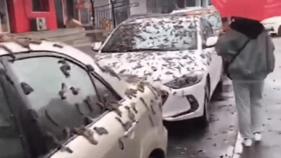 Σοκαρισμένοι οι κάτοικοι του Πεκίνου: «Βροχή από σκουλήκια» πέφτει από τον ουρανό