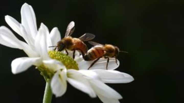 Απίστευτη διαπίστωση ειδικών: Οι μέλισσες «δείχνουν» πόσο υγιείς είναι οι κάτοικοι πόλεων