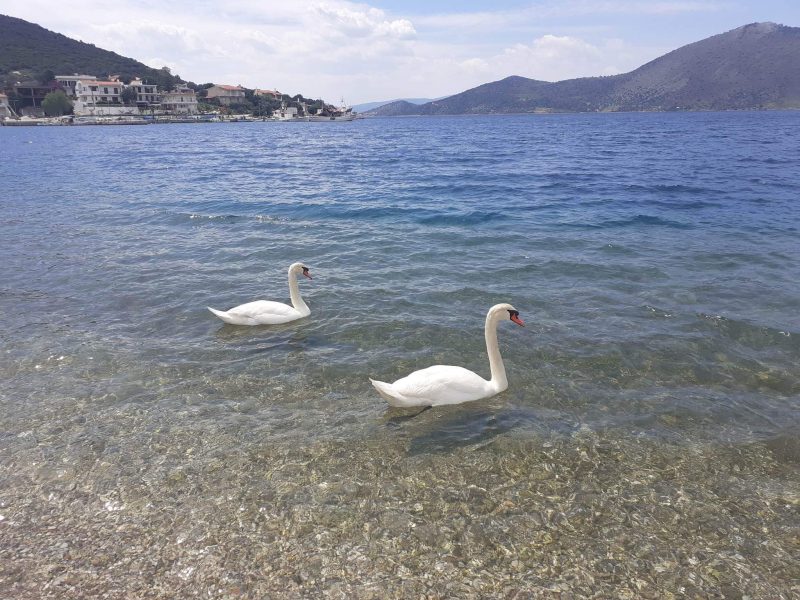 Εύβοια: Σε ποια περιοχή εμφανίστηκαν πανέμορφοι κύκνοι – Εντυπωσιακές εικόνες