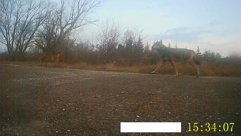 Πανικός με λύκο που κόβει βόλτες έξω από νηπιαγωγείο- Δείτε βίντεο