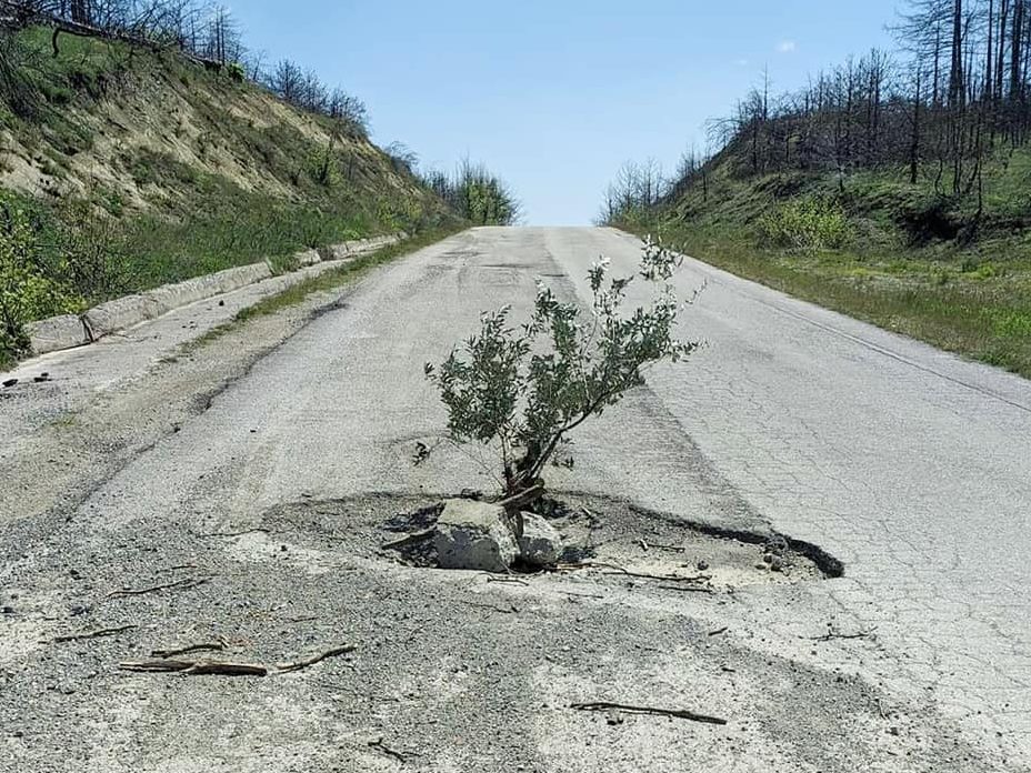 Εύβοια: Viral το δέντρο που «φύτρωσε» στη μέση του δρόμου