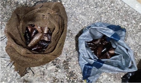 Εύβοια: Τον «τσάκωσαν» να ψαρεύει παράνομα «αγγούρια της θάλασσας»