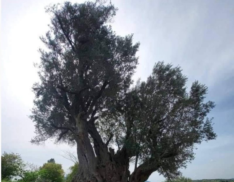 Κλάδεψαν βελανιδιά 250 ετών στους Κήπους της Εύβοιας