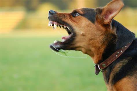 Εύβοια: Άγρια επίθεση αδέσποτων σκύλων σε ηλικιωμένη γυναίκα