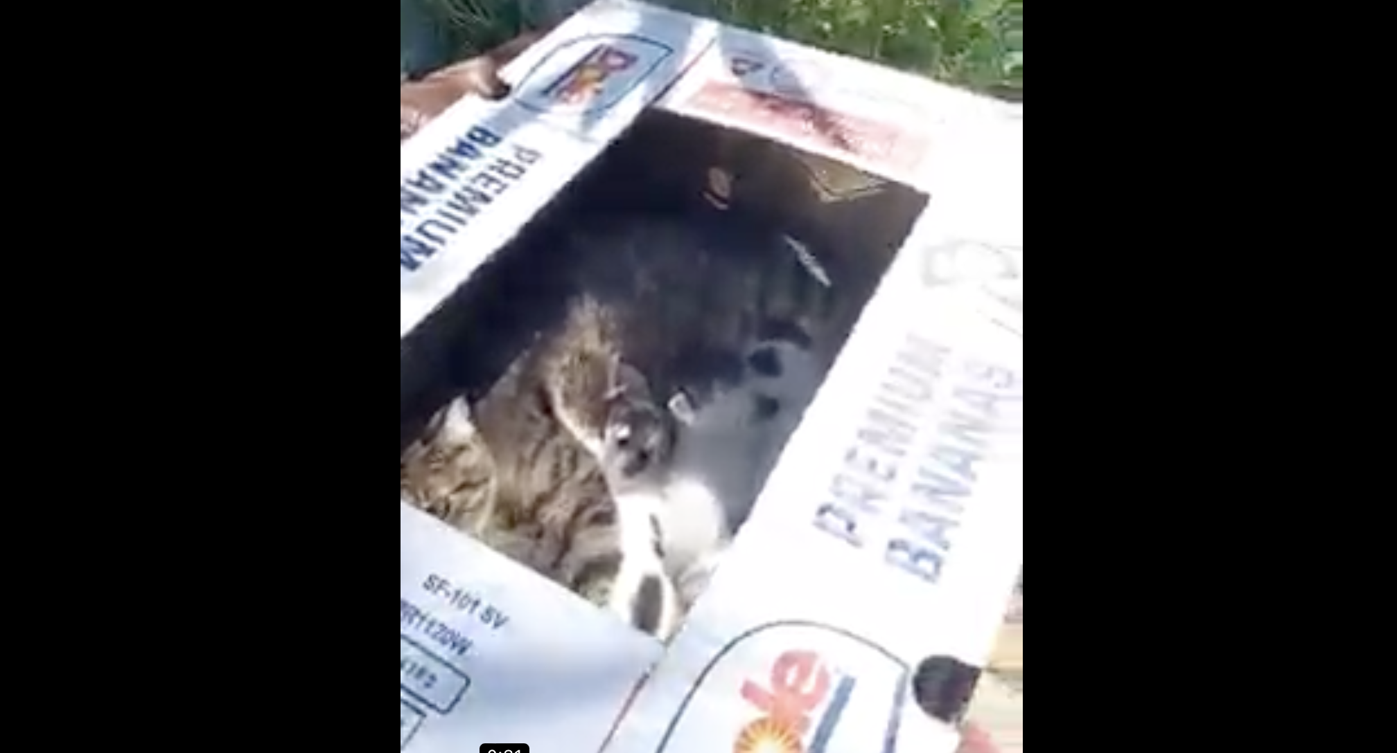 Βόρεια Εύβοια: Οργή για ασυνείδητους που παράτησαν γατάκια κλεισμένα μέσα σε κουτί