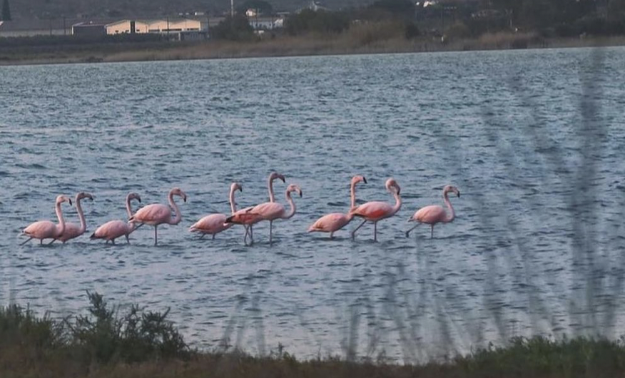 Τα ροζ φλαμίνγκο επισκέφτηκαν ξανά την Εύβοια – Δείτε σε ποια περιοχή